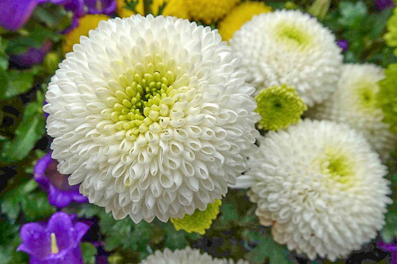 Pompon Chrysanthemum, Chrysanthemum